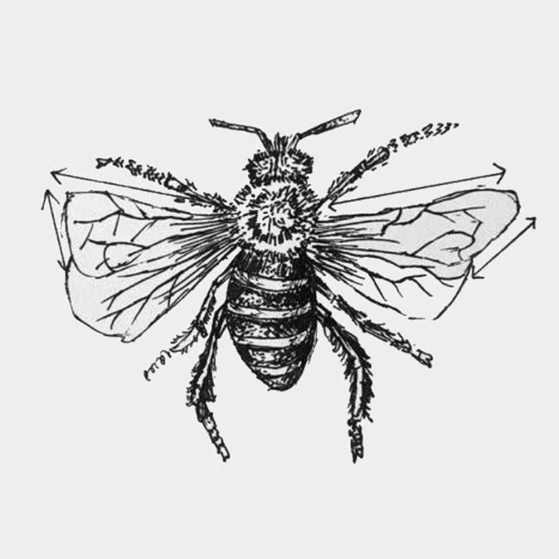 bee